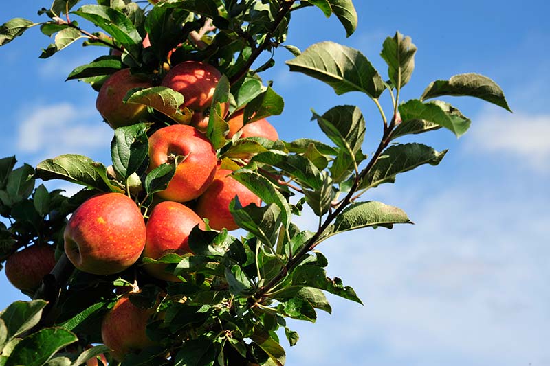 OberGut, Obst, Apfel